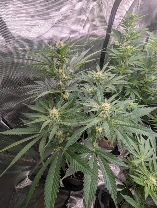 Black Beretta - Cipher Genetics. Week 8