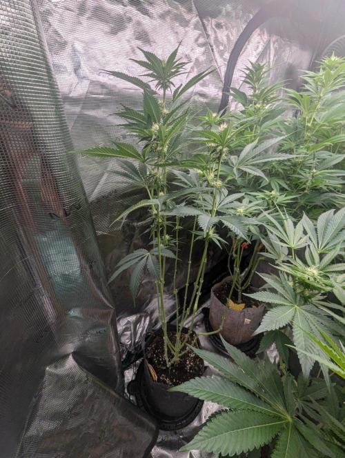Black Beretta - Cipher Genetics. Week 8