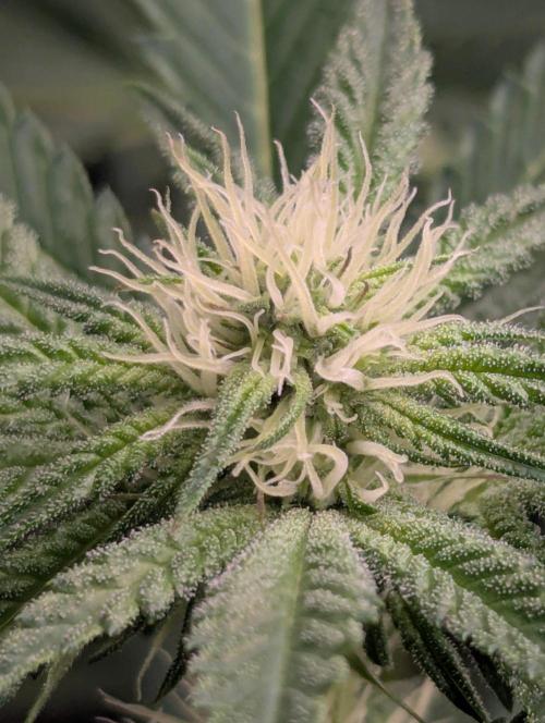 Black Beretta - Cipher Genetics. Week 8