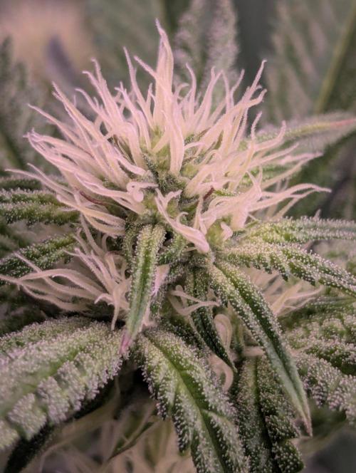 Black Beretta - Cipher Genetics. Week 8