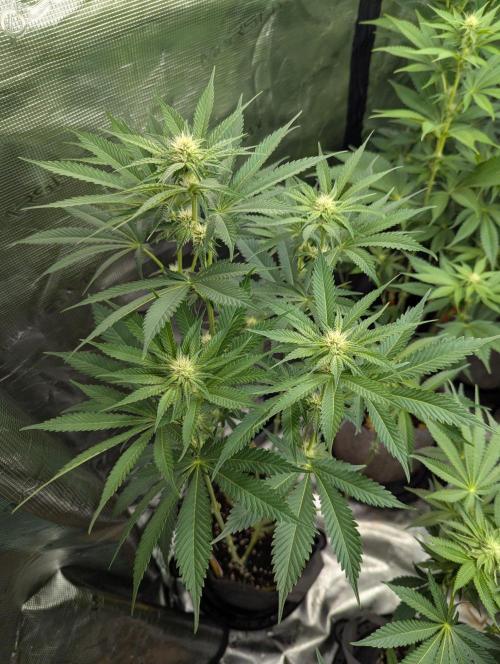 Black Beretta - Cipher Genetics. Week 8