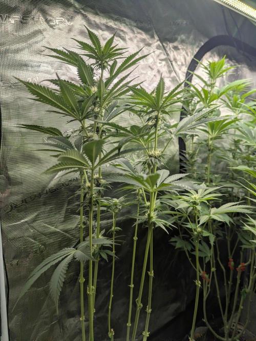 Black Beretta - Cipher Genetics. Week 8