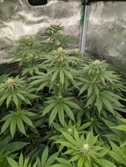 Zu-Tang Clan - N.Y.Ceeds. Week 8