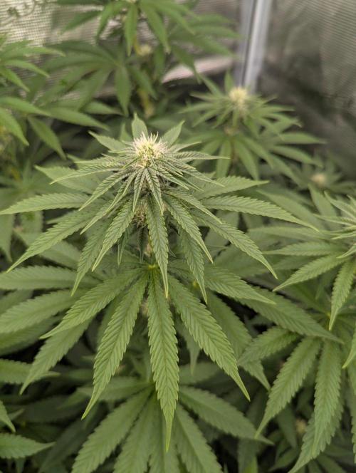 Zu-Tang Clan - N.Y.Ceeds. Week 8