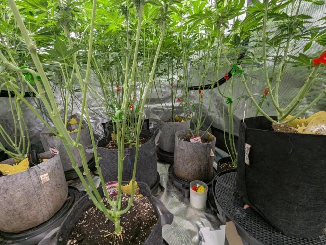 Zu-Tang Clan - N.Y.Ceeds. Week 8
