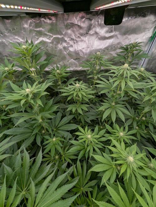Zu-Tang Clan - N.Y.Ceeds. Week 8