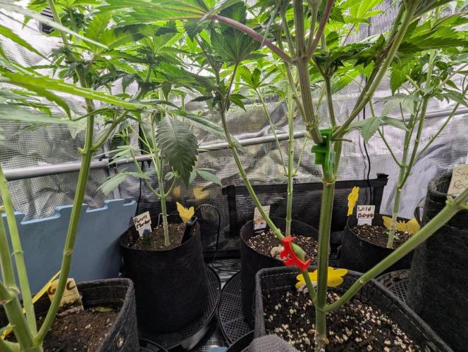 Privileged Baddie - Anesia Seeds. Week 6