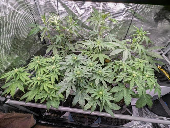 Privileged Baddie - Anesia Seeds. Week 6