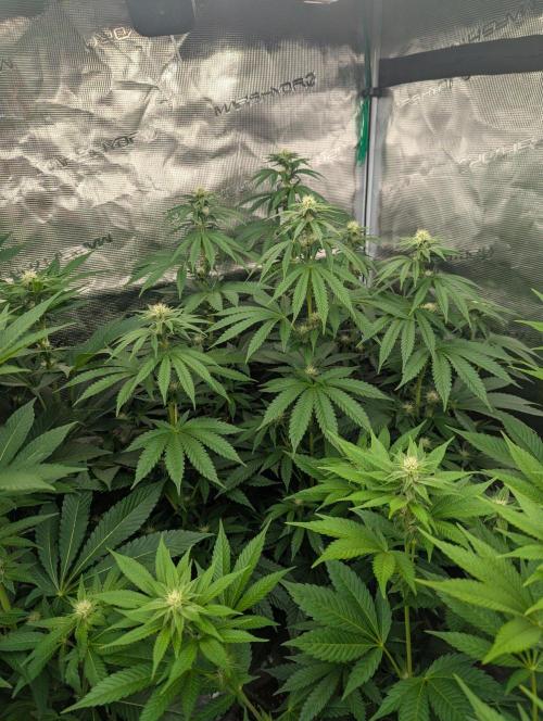 Zu-Tang Clan - N.Y.Ceeds. Week 8