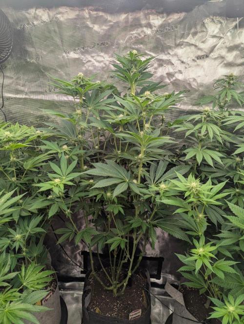 Lemonessence - Doja. Week 8