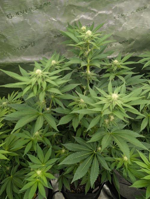 Lemonessence - Doja. Week 8