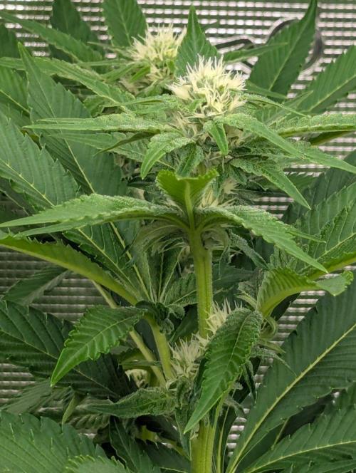 Lemonessence - Doja. Week 8