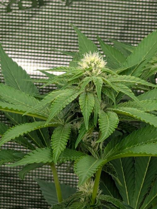 Lemonessence - Doja. Week 8