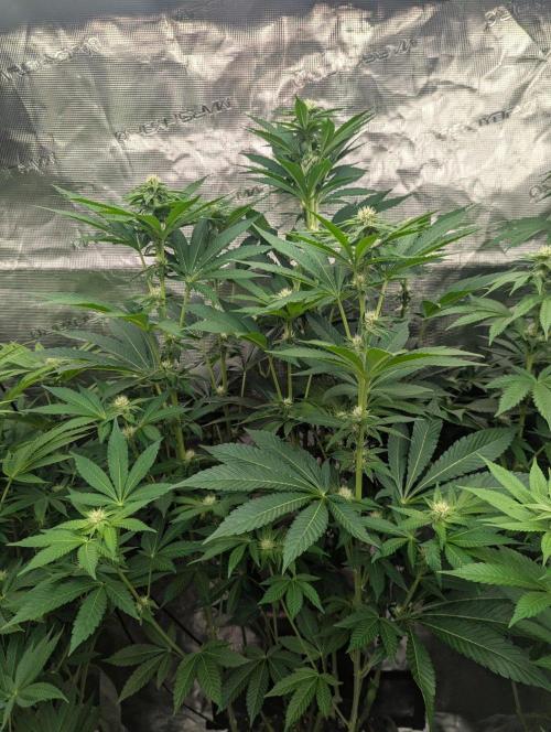 Lemonessence - Doja. Week 8