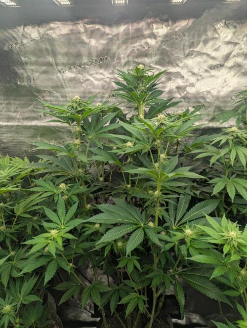 Lemonessence - Doja. Week 8