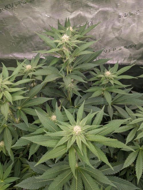 Lemonessence - Doja. Week 8