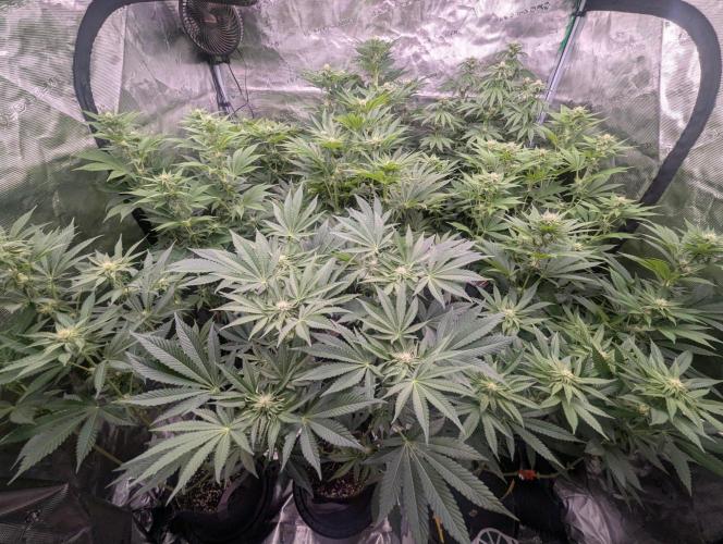 Lemonessence. Week 8