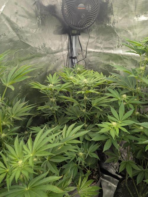 Big Z - Wizard Trees. Week 8