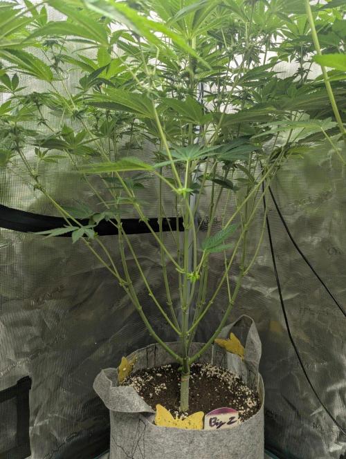 Big Z - Wizard Trees. Week 8