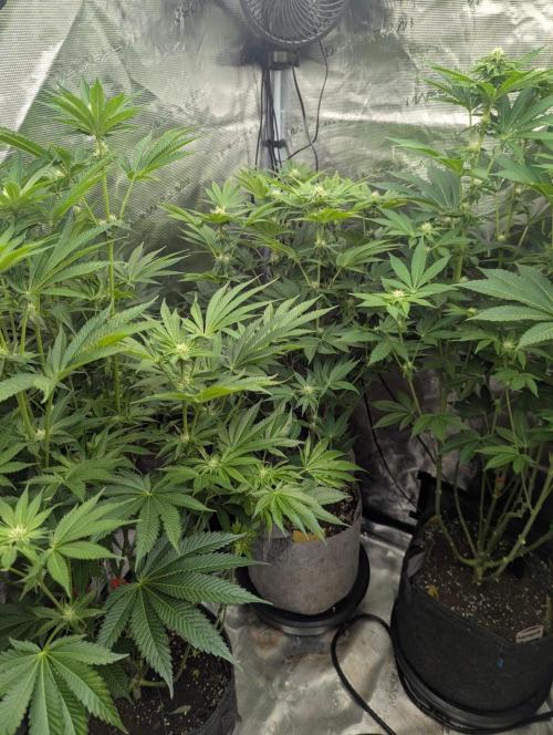 Big Z - Wizard Trees. Week 8