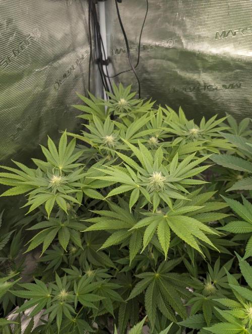 Big Z - Wizard Trees. Week 8