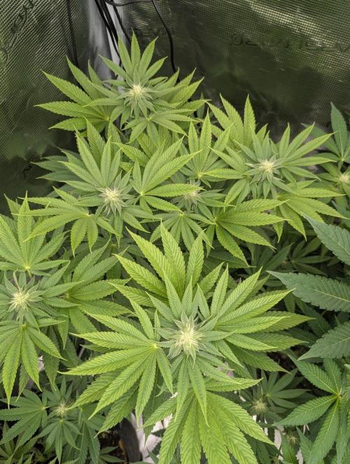 Big Z - Wizard Trees. Week 8