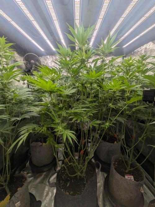 Black Lobster - Cipher Genetics. Week 8