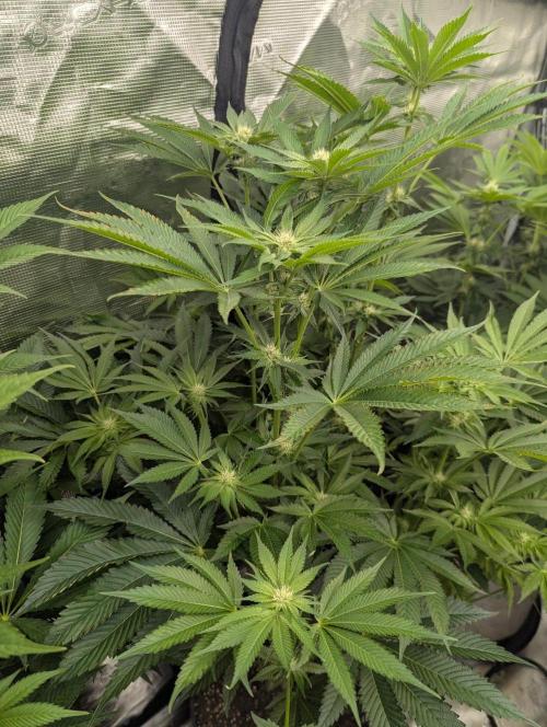 Black Lobster - Cipher Genetics. Week 8