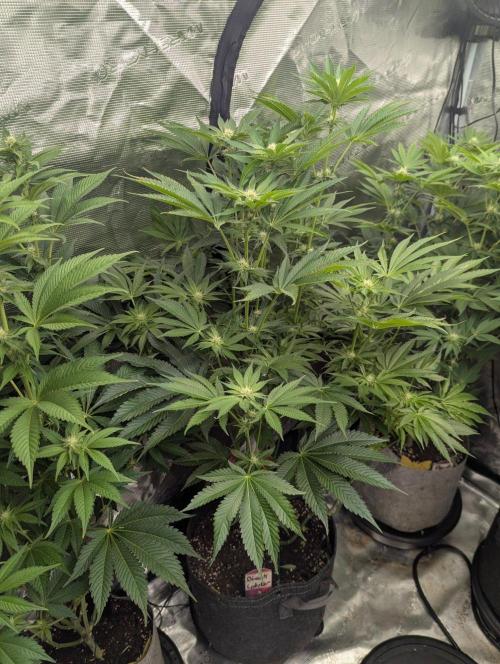 Black Lobster - Cipher Genetics. Week 8