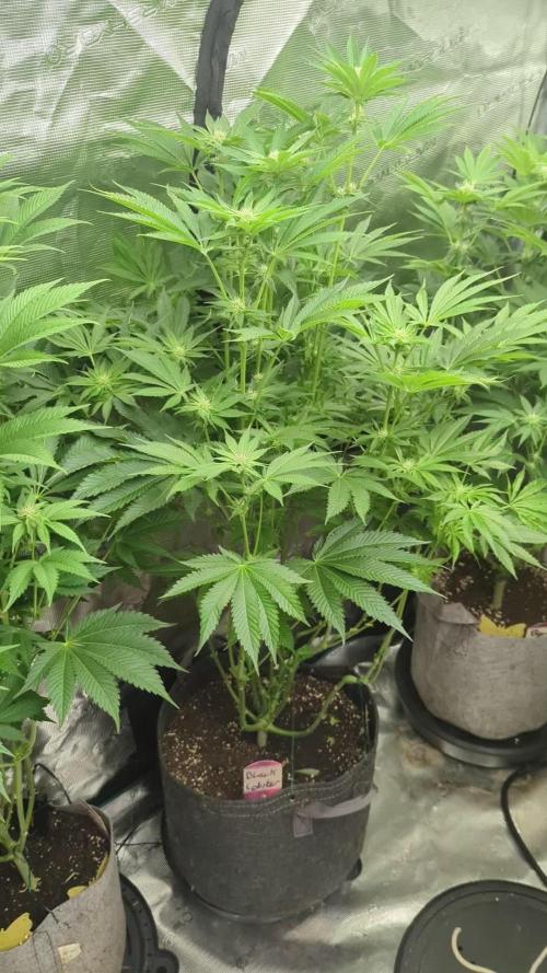 Black Lobster - Cipher Genetics
