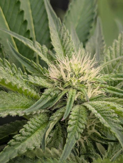 Black Lobster - Cipher Genetics. Week 8