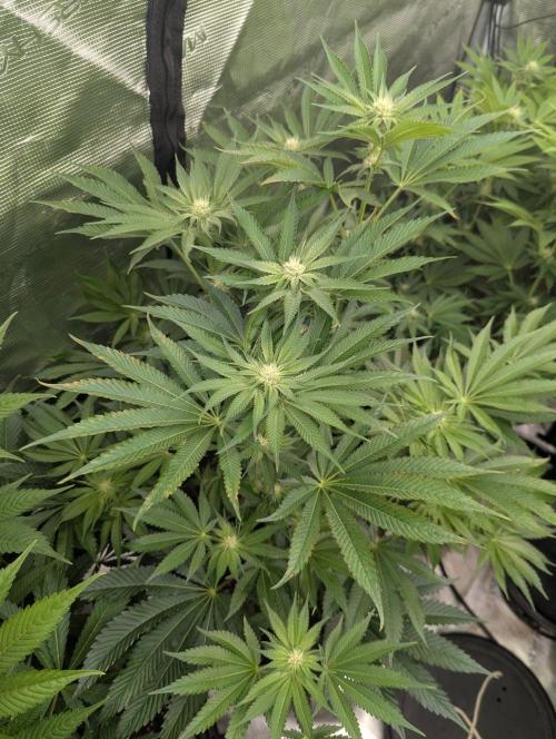 Black Lobster - Cipher Genetics. Week 8