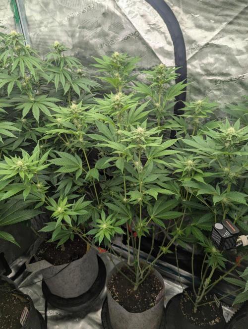 The Keeper - Wizard Trees. Week 8