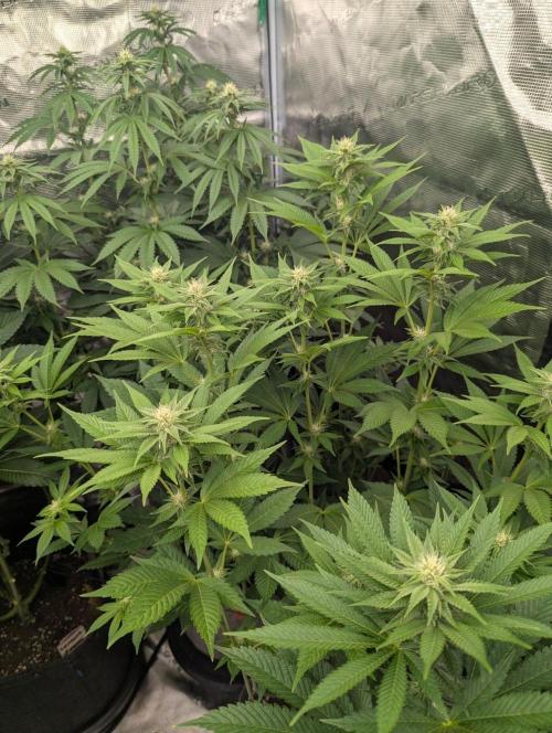 The Keeper - Wizard Trees. Week 8
