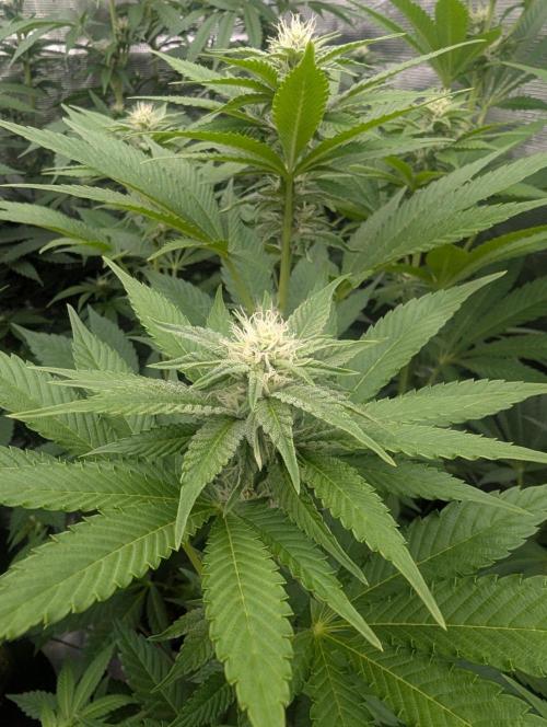 The Keeper - Wizard Trees. Week 8
