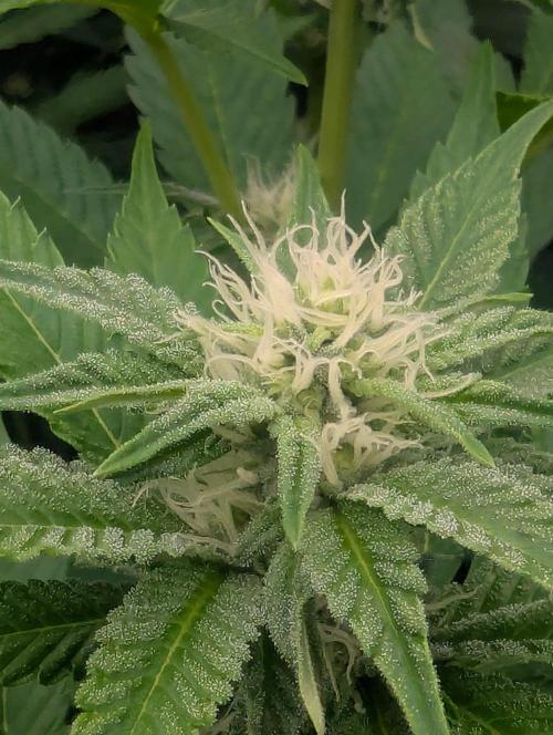The Keeper - Wizard Trees. Week 8