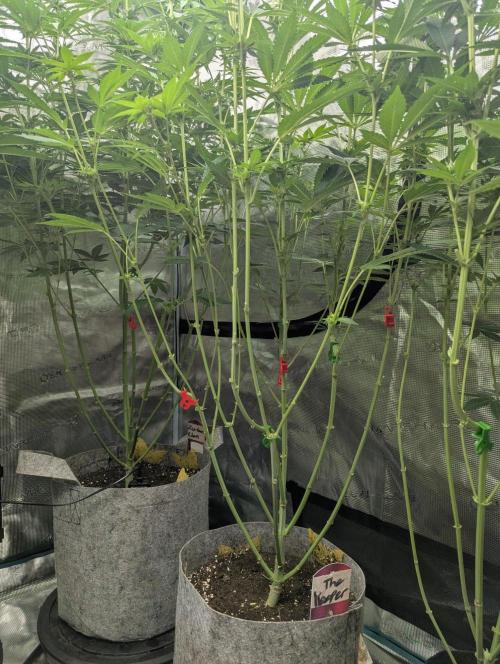 The Keeper - Wizard Trees. Week 8