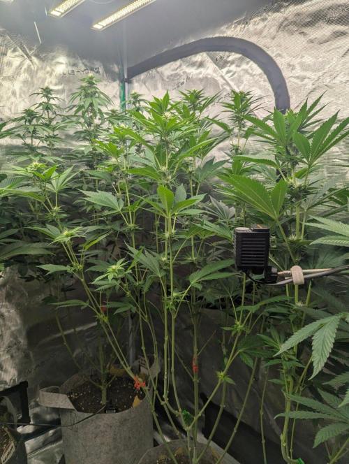 The Keeper - Wizard Trees. Week 8