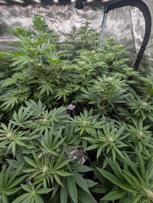 The Keeper - Wizard Trees. Week 8