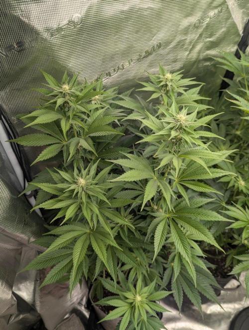 New Money - Compound Genetics. Week 8