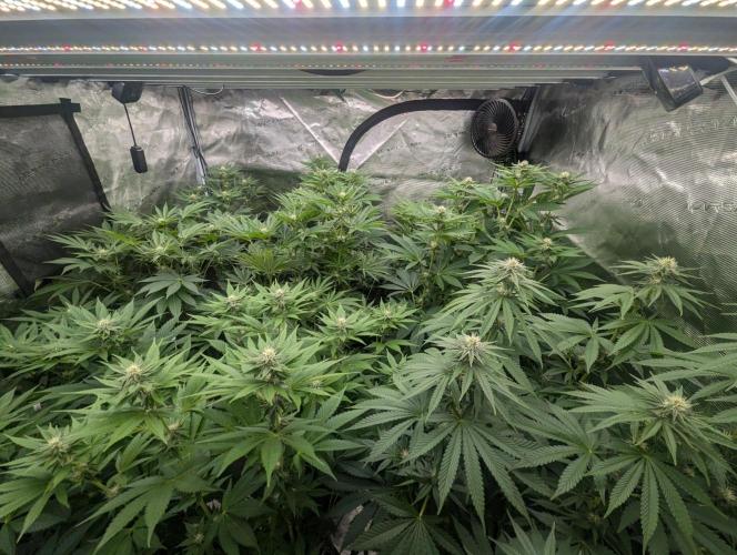 New Money - Compound Genetics. Week 8