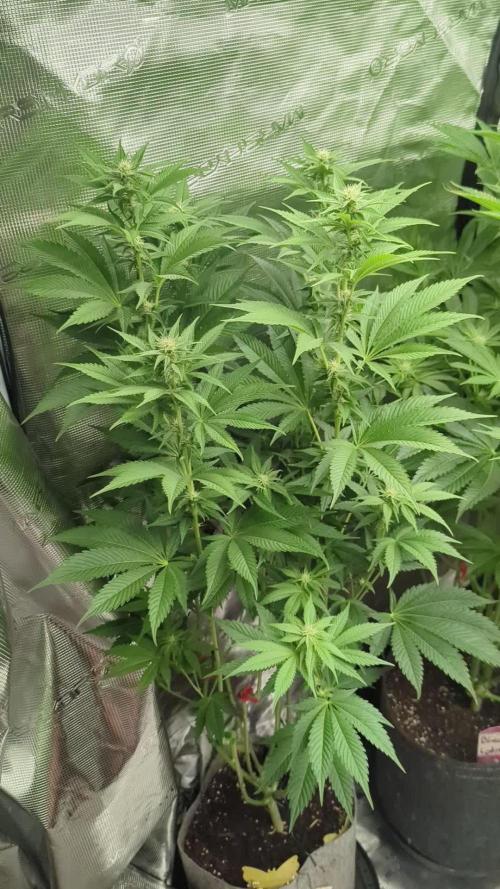 New Money - Compound Genetics
