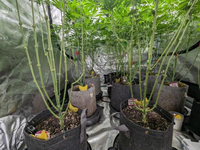 New Money - Compound Genetics. Week 8