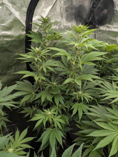 New Money - Compound Genetics. Week 8