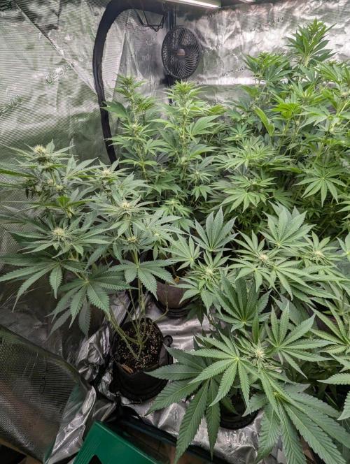 New Money - Compound Genetics. Week 8