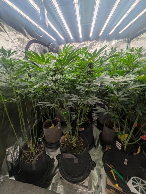 Zorroz v2 - Nine Weeks Harvest. Week 8