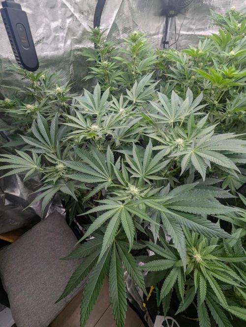 Zorroz v2 - Nine Weeks Harvest. Week 8