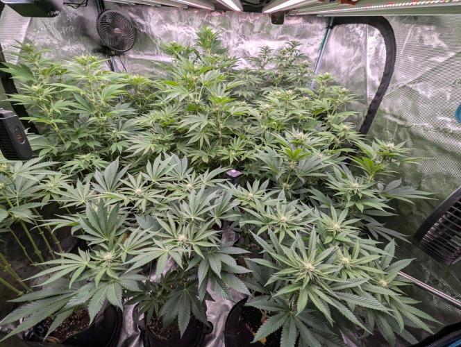 Zorroz v2 - Nine Weeks Harvest. Week 8