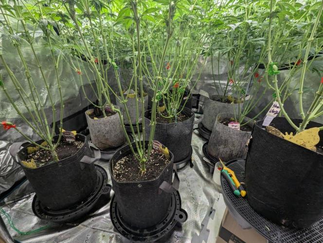 Zorroz v2 - Nine Weeks Harvest. Week 8