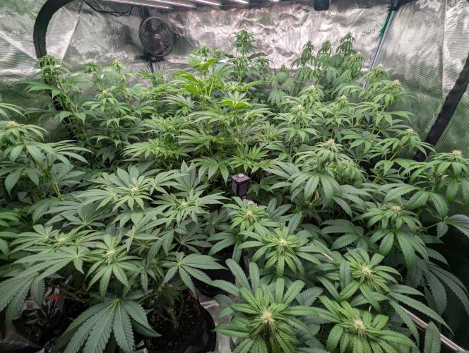 Zorroz v2 - Nine Weeks Harvest. Week 8